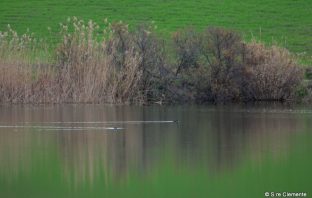 La fotografia naturalistica