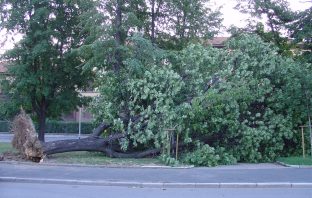 Il rinnovo delle alberature urbane: logica del confronto, non dello scontro