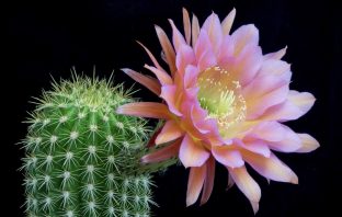 L’EBA, le banche italiane e il fiore del cactus
