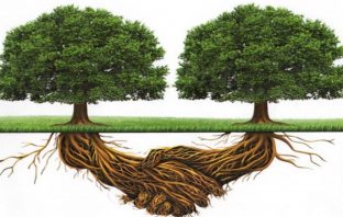 How many senses do plants employ? More than animals or people, it seems