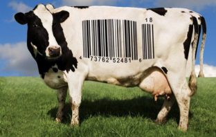 Breve storia dei diritti degli animali