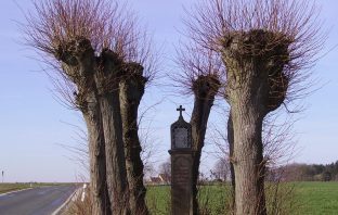Alberi e smartphones